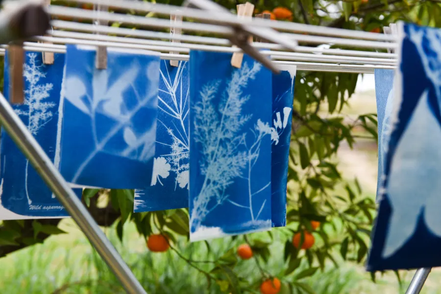 Wild & Blau: plantas silvestres, almuerzo y taller de cianotipia