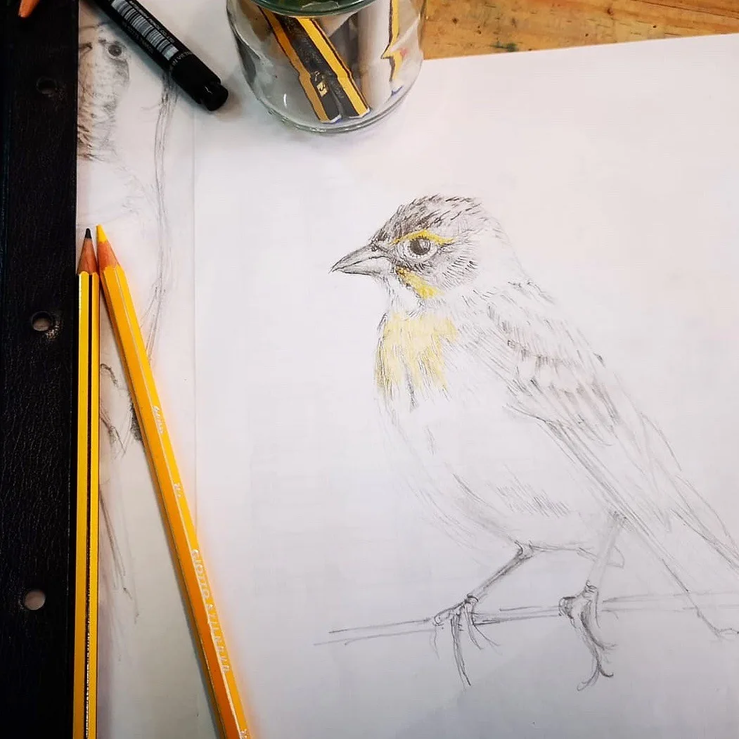 Dibujo creativo para jóvenes y adultos